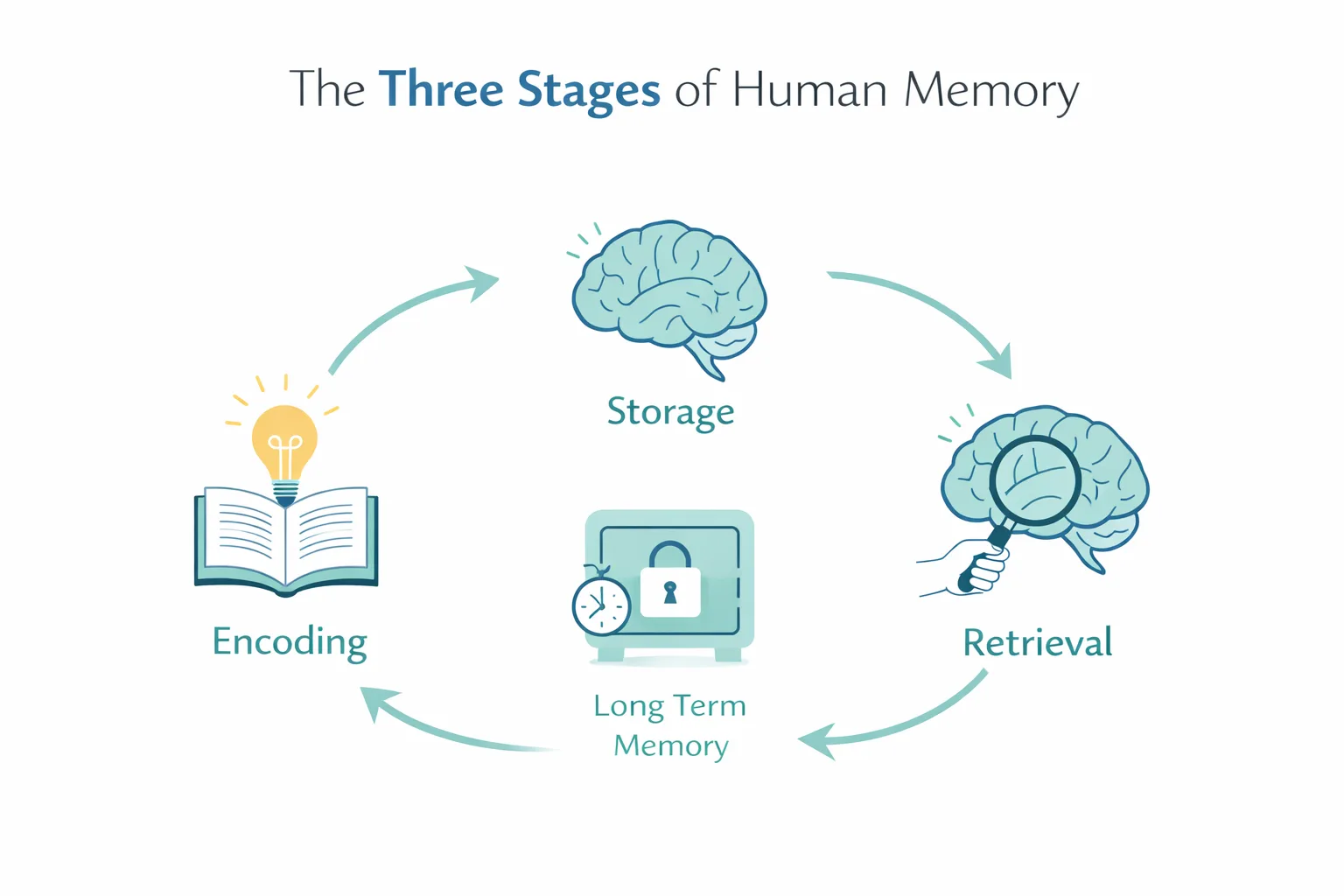Three Stages of Human Memory