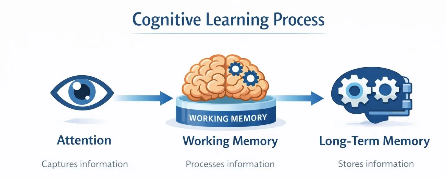 Diagram showing cognitive learning stages from attention to working memory and long-term memory.